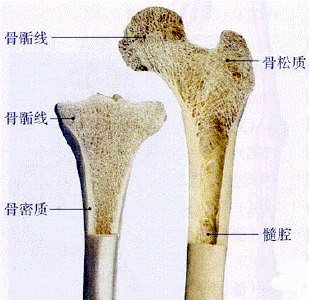 麻豆激情床戏视频儀檢查超聲麻豆激情床戏视频的重要性是骨質量重要標誌