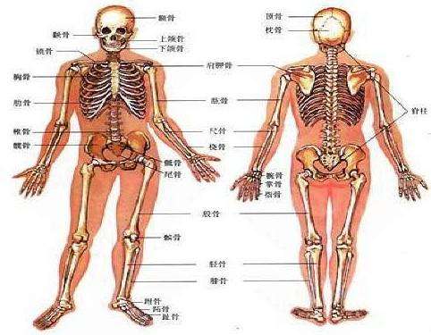 超聲麻豆激情床戏视频儀99%的人根本就是連自己骨骼構成都不了解