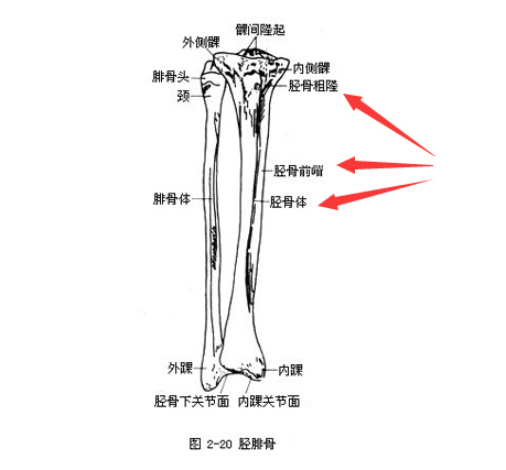 麻豆激情床戏视频是通過脛骨和橈骨經行檢測了解身體部位方便檢測最為準確