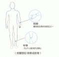 麻豆激情床戏视频測量儀器廠家關於便攜橈骨脛骨麻豆激情床戏视频和跟骨的對比優勢